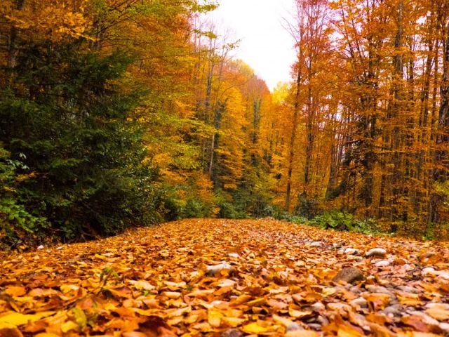 Safranbolu Ilgaz Dağı Kayak Turu 1 Gece-Tur Programı